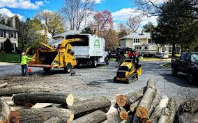 How Our Tree Care Process Works  in Marion, WI